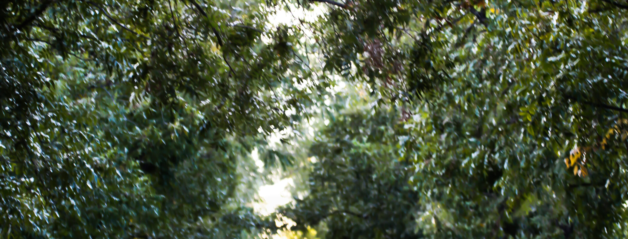 Denise & Dave’s Wedding featured image