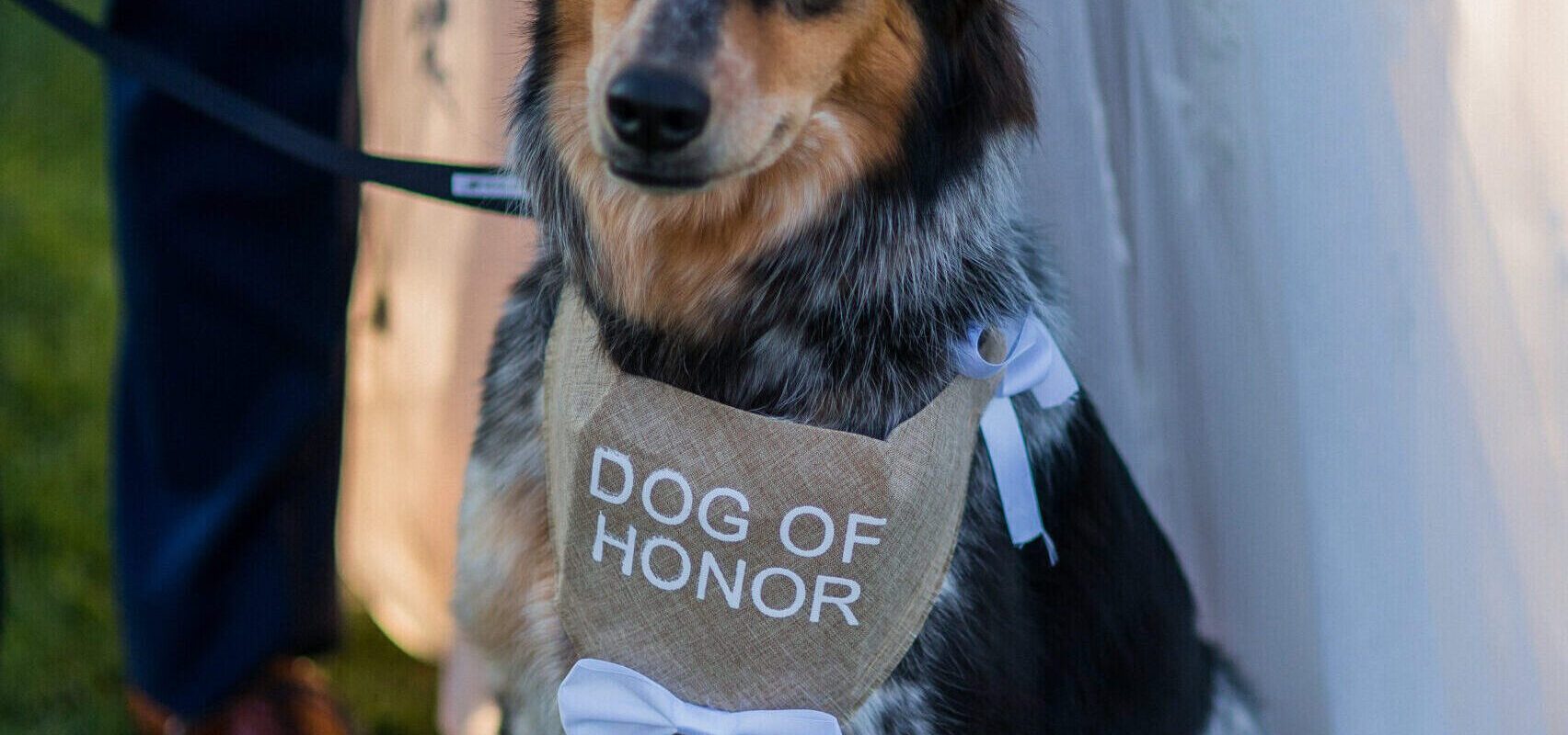 Paw-tners On Your Wedding Day! featured image