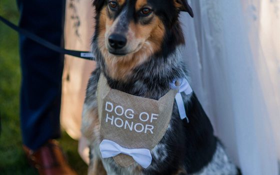 Paw-tners On Your Wedding Day!